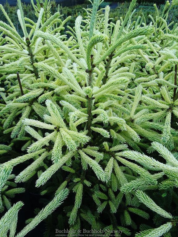 Picea glauca 'Mac Gold' Mac Gold White Spruce