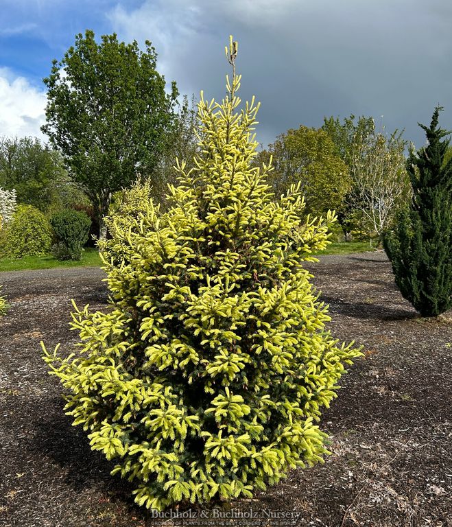 Picea glauca 'Mac Gold' Mac Gold White Spruce