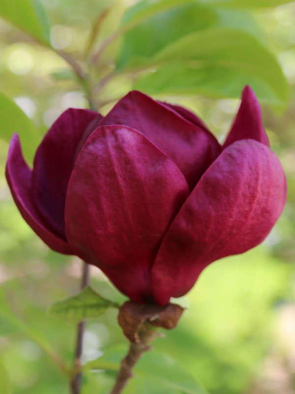 Magnolia x 'Genie' Maroon Flower Magnolia