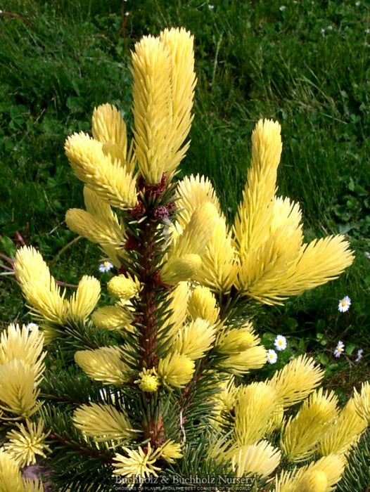 Picea pungens ‘Maigold' Colorado Spruce