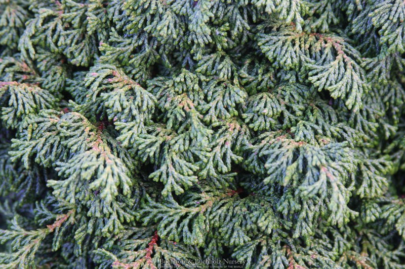 Chamaecyparis obtusa 'Maureen’ Hinoki Cypress