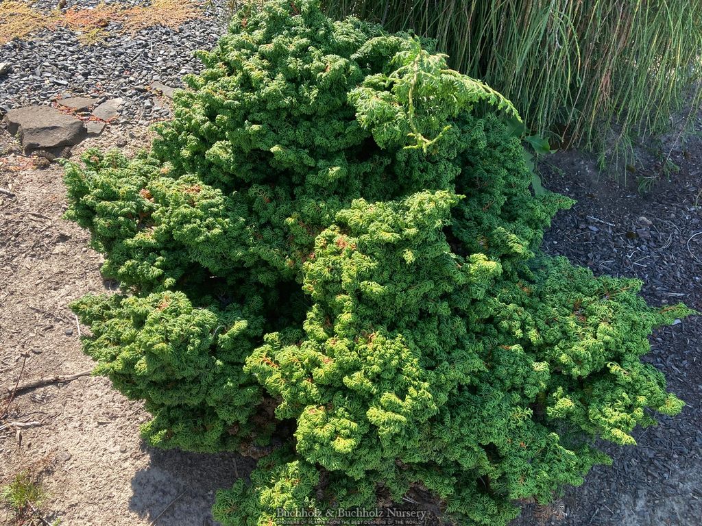 Buy Chamaecyparis obtusa 'Gitte' Dwarf Golden Hinoki Cypress — Mr