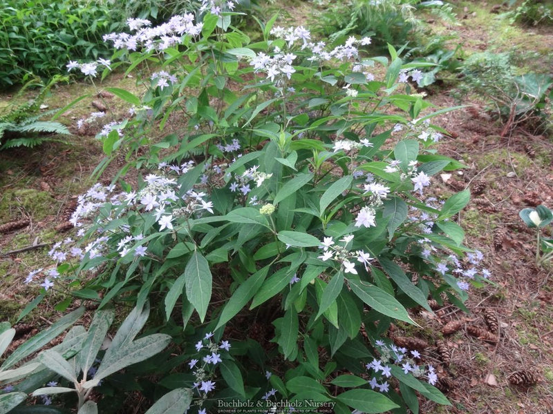 Hydrangea serrata 'Midoriboshi Temari' Japanese Mountain Hydrangea