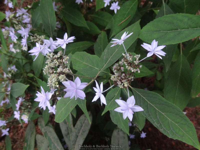 Hydrangea serrata 'Midoriboshi Temari' Japanese Mountain Hydrangea