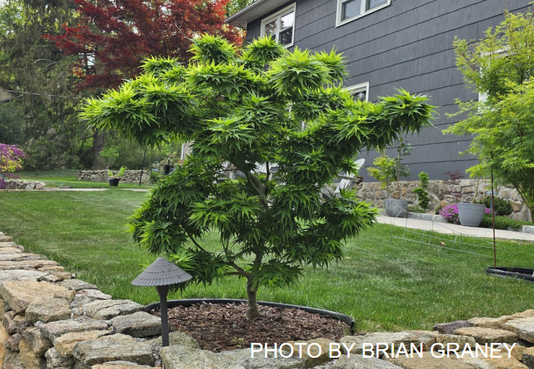 Acer palmatum 'Mikawa yatsubusa' Dwarf Japanese Maple