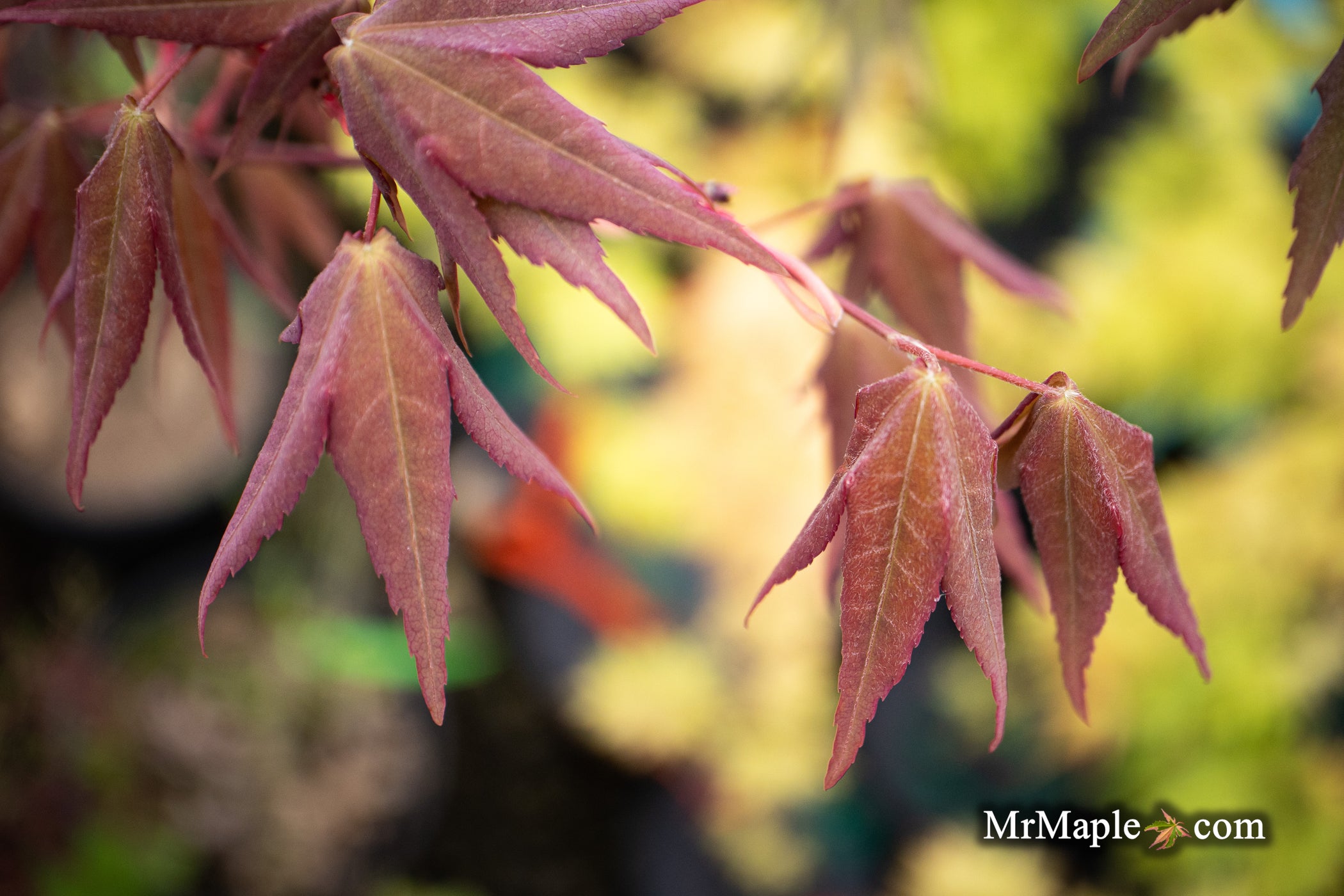 Buy Acer palmatum ‘Mystic Jewel’ Japanese Maple — Mr Maple │ Buy