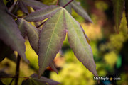 - Acer oliverianum x 'Mystic Jewel' Japanese Maple - Mr Maple │ Buy Japanese Maple Trees