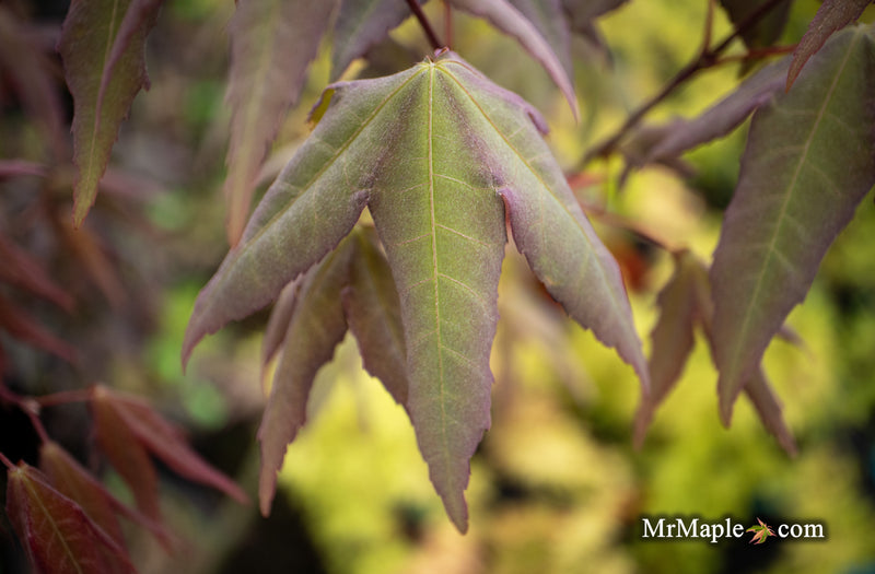 - Acer oliverianum x 'Mystic Jewel' Japanese Maple - Mr Maple │ Buy Japanese Maple Trees
