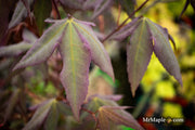 - Acer oliverianum x 'Mystic Jewel' Japanese Maple - Mr Maple │ Buy Japanese Maple Trees