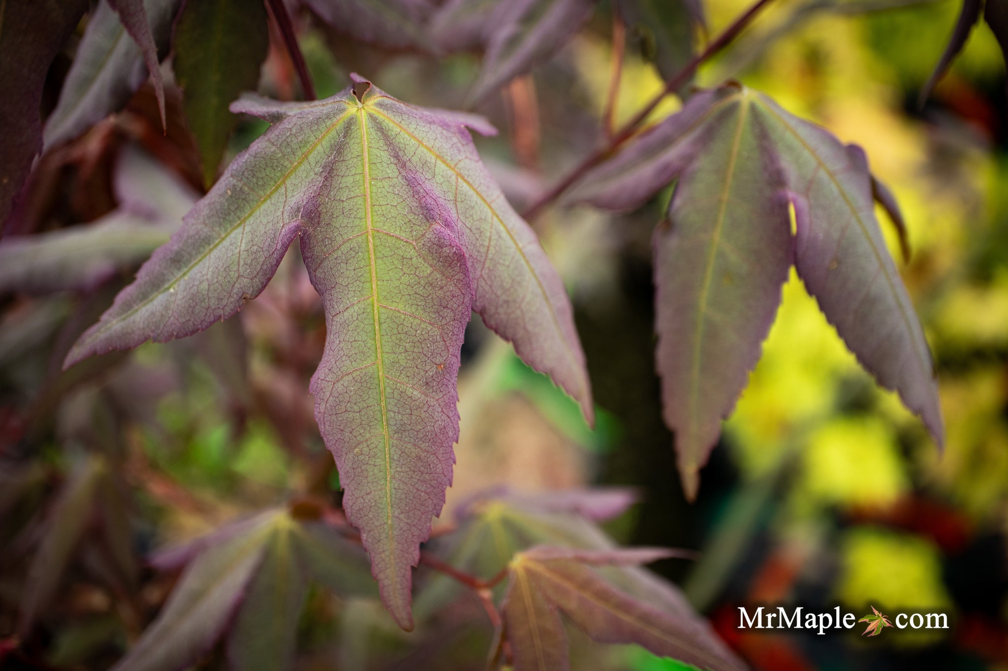 MrMaple 10 New Trees 10am on Tuesday — Mr Maple │ Buy Japanese Maple