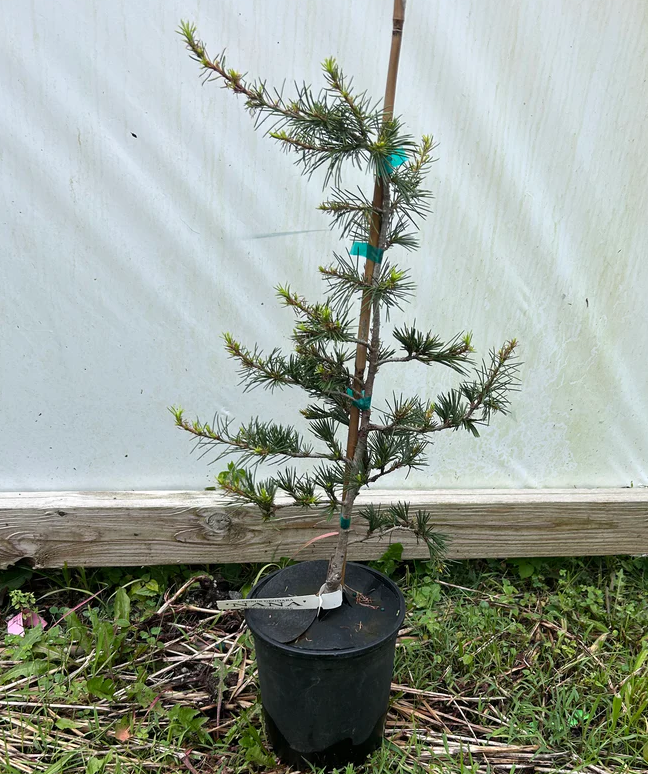Cedrus deodara 'Nana' Dwarf Himalayan Cedar