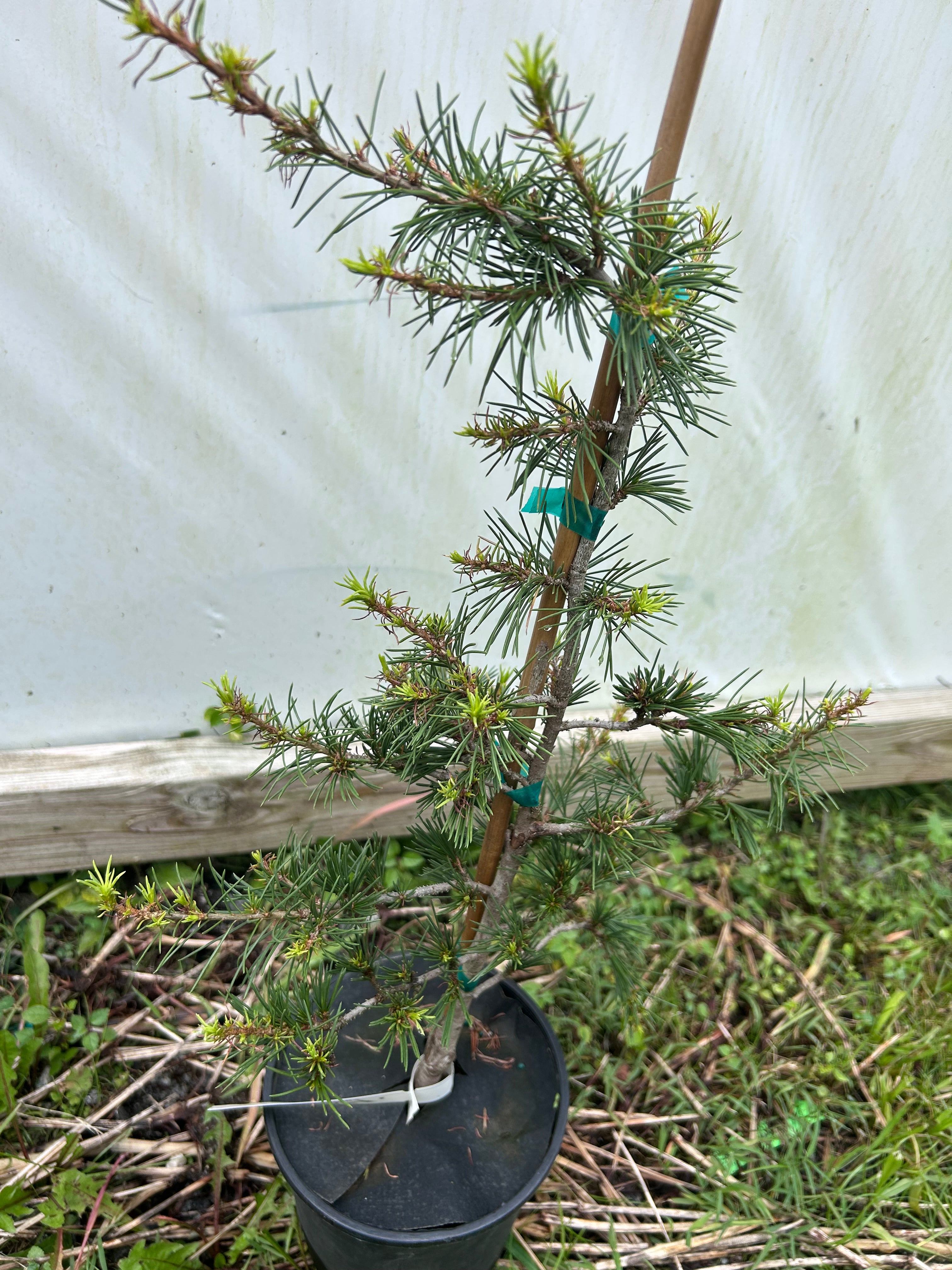Buy Cedrus deodara 'Nana' Dwarf Deodara Cedar — Mr Maple │ Buy