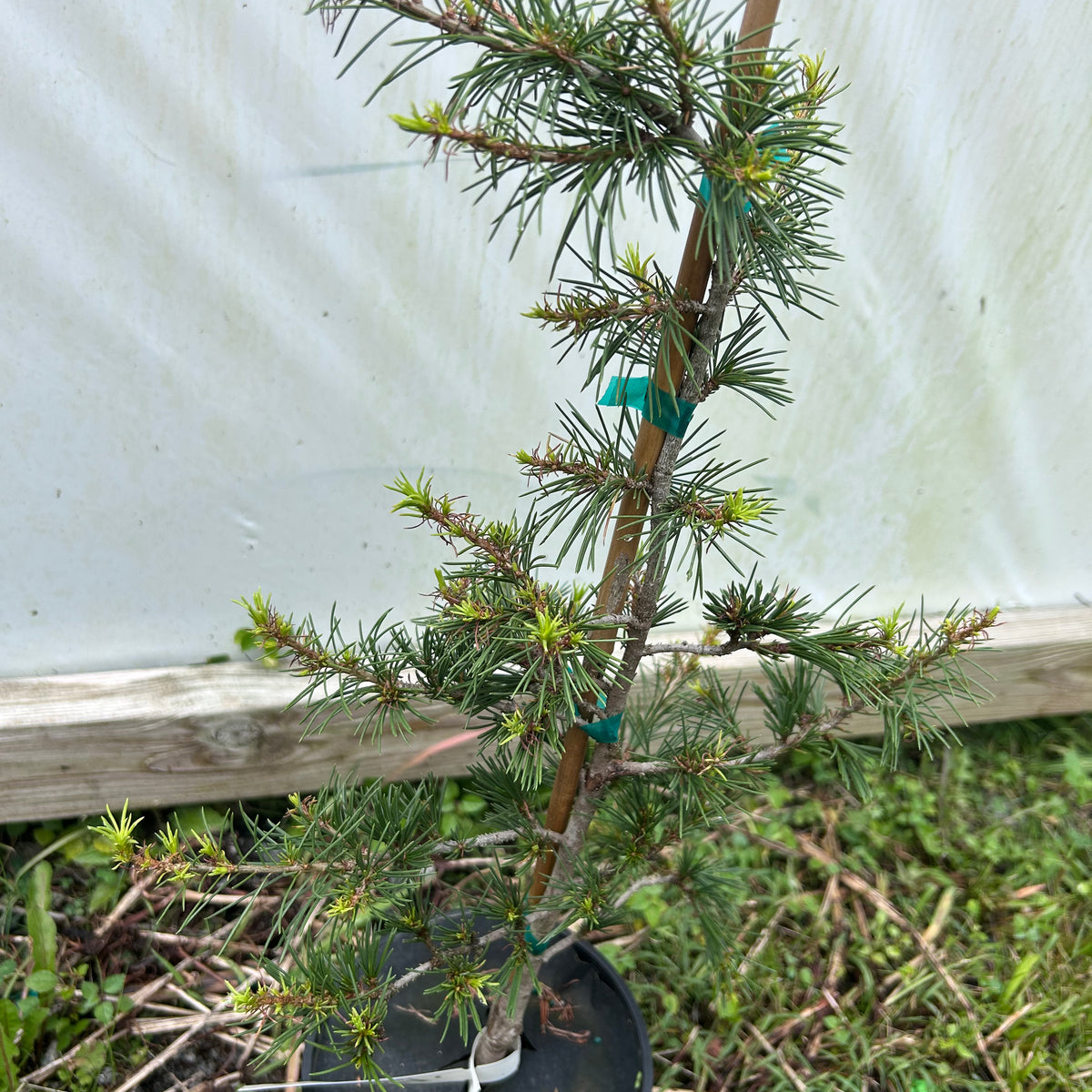 ヒマラヤスギ　ヒマラヤシーダ　cedrus deodara Paktia cedrus deodara paktia ヒマラヤシーダー ヒマラヤスギ 苗