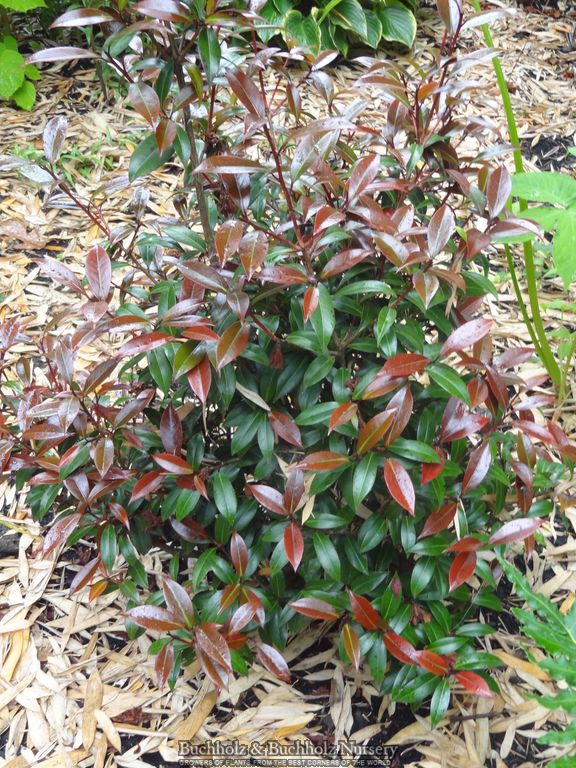 Camellia x williamsii ‘Night Rider' Burgundy Flowering Camellia
