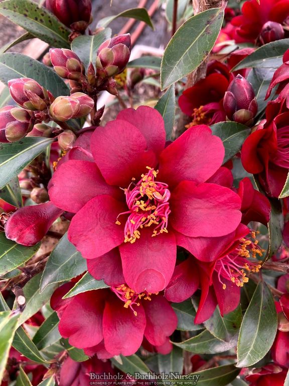 Buy Camellia x williamsii 'Night Rider' burgundy Flowering
