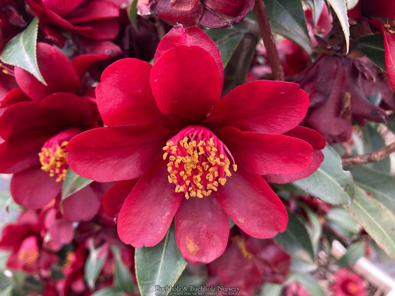 Camellia x williamsii ‘Night Rider' Burgundy Flowering Camellia