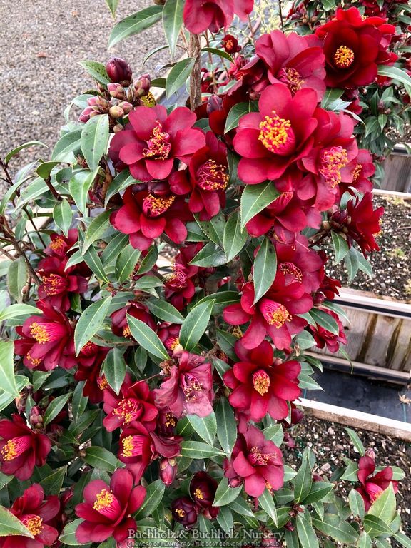Camellia x williamsii ‘Night Rider' Burgundy Flowering Camellia