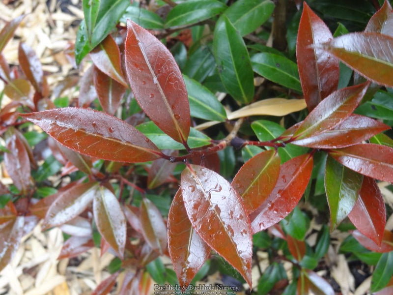 Camellia x williamsii ‘Night Rider' Burgundy Flowering Camellia