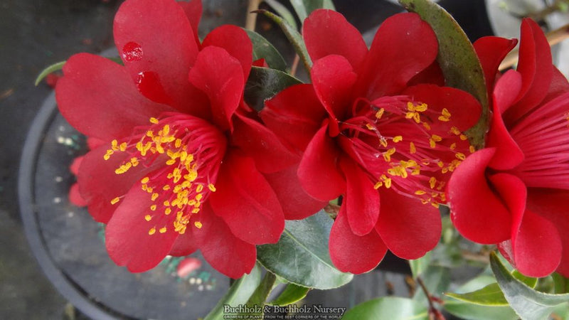 Camellia x williamsii ‘Night Rider' Burgundy Flowering Camellia