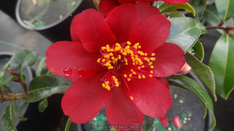 Camellia x williamsii ‘Night Rider' Burgundy Flowering Camellia