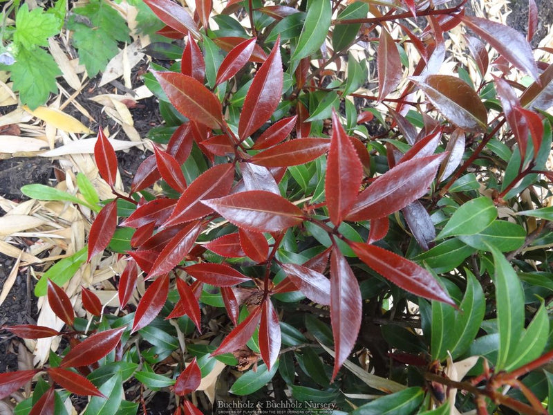 Camellia x williamsii ‘Night Rider' Burgundy Flowering Camellia