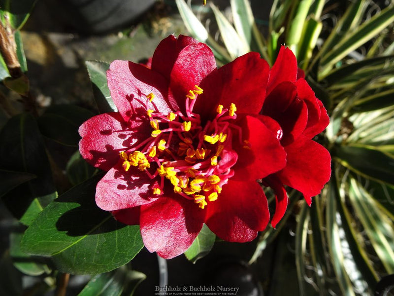 Camellia x williamsii ‘Night Rider' Burgundy Flowering Camellia
