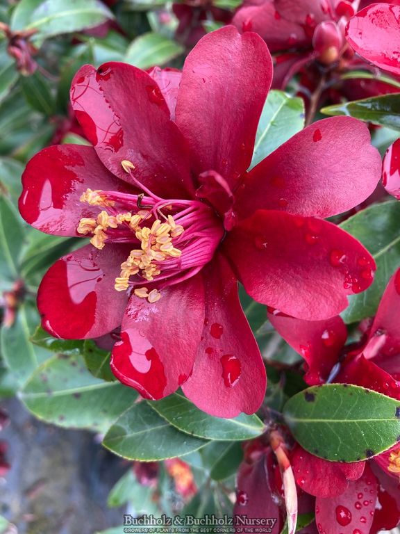 Camellia x williamsii ‘Night Rider' Burgundy Flowering Camellia