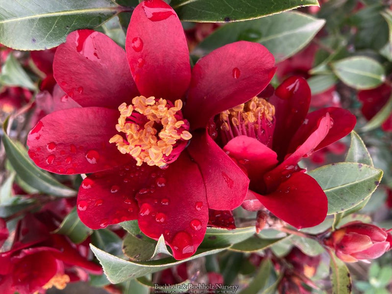 Camellia x williamsii ‘Night Rider' Burgundy Flowering Camellia