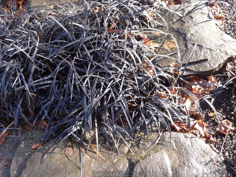 Ophiopogon planiscapus 'Nigrescens' Black Mondo Grass