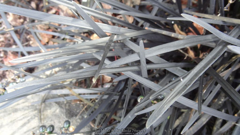 Ophiopogon planiscapus 'Nigrescens' Black Mondo Grass