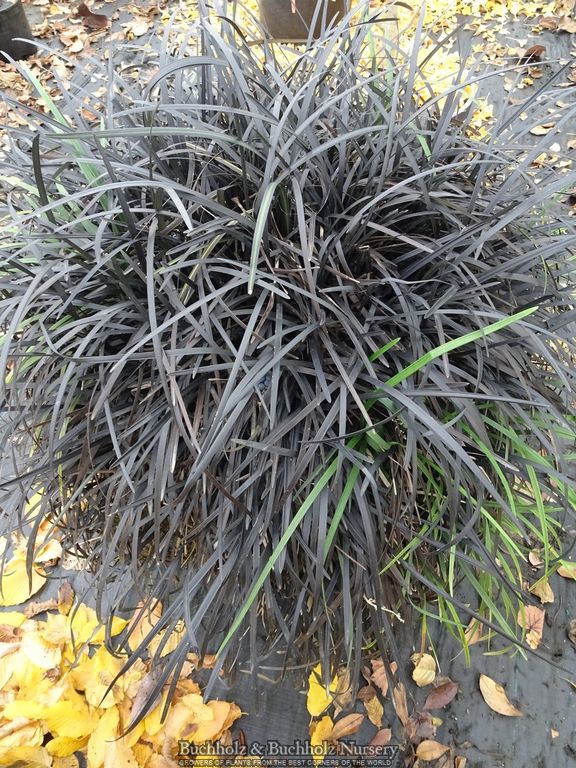 Ophiopogon planiscapus 'Nigrescens' Black Mondo Grass