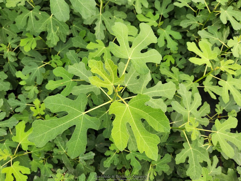 Ficus carica 'Olympian' Mediterranean Fig Tree