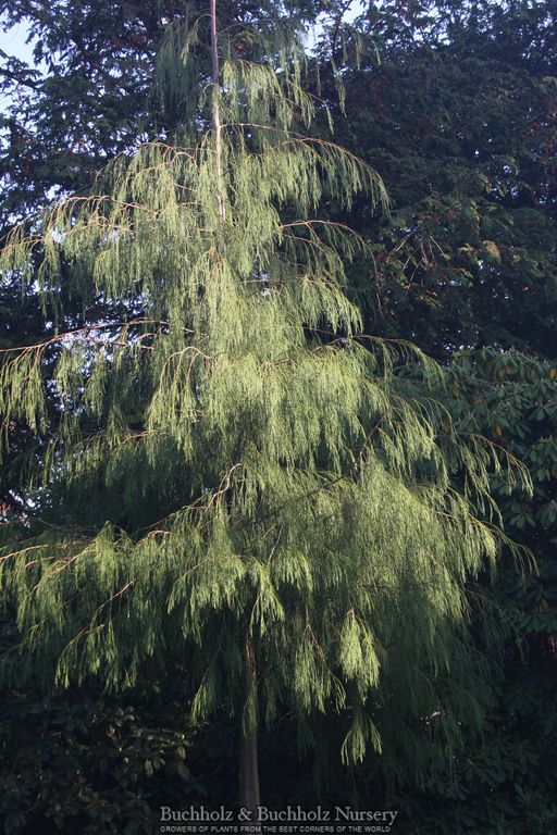 Chamaecyparis lawsoniana 'Imbricata Pendula' Lawson Cypress