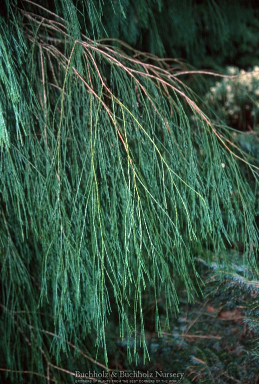 Chamaecyparis lawsoniana 'Imbricata Pendula' Lawson Cypress