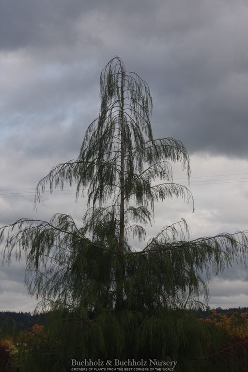 Chamaecyparis lawsoniana 'Imbricata Pendula' Lawson Cypress