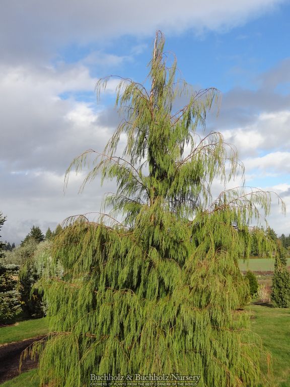 Chamaecyparis lawsoniana 'Imbricata Pendula' Lawson Cypress