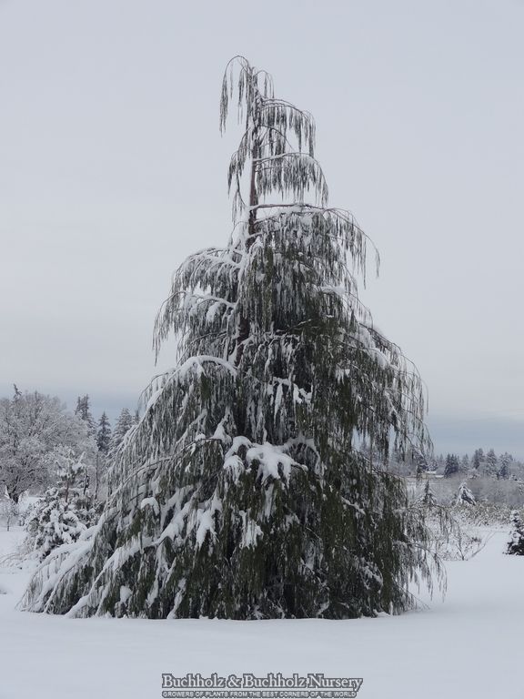 Chamaecyparis lawsoniana 'Imbricata Pendula' Lawson Cypress