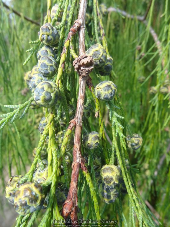 Chamaecyparis lawsoniana 'Imbricata Pendula' Lawson Cypress