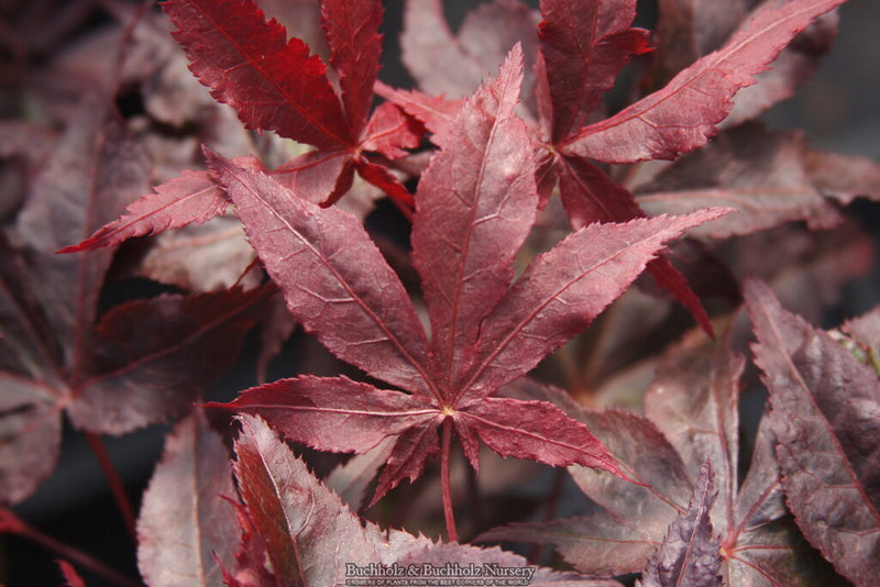 Acer palmatum 'Peve Ollie' Japanese Maple