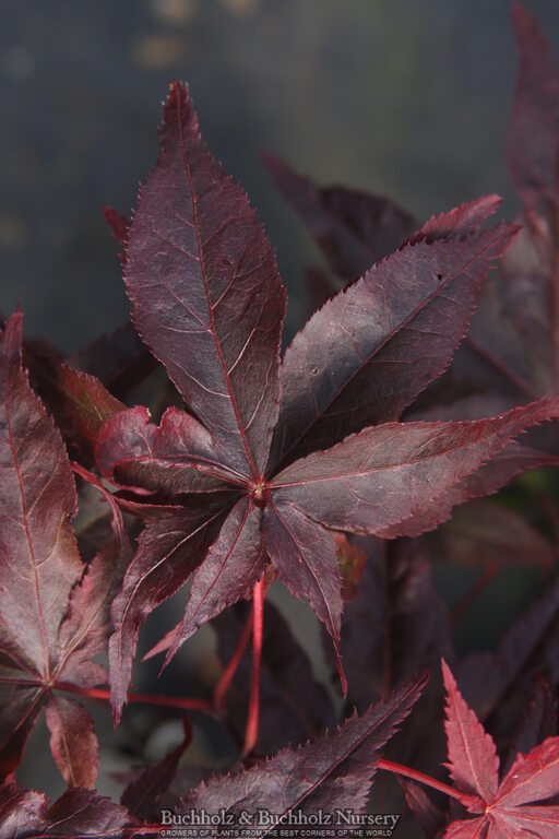 Acer palmatum 'Peve Ollie' Japanese Maple