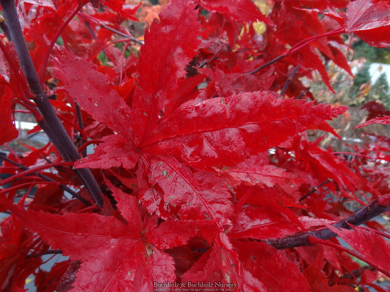 Acer palmatum 'Peve Ollie' Japanese Maple