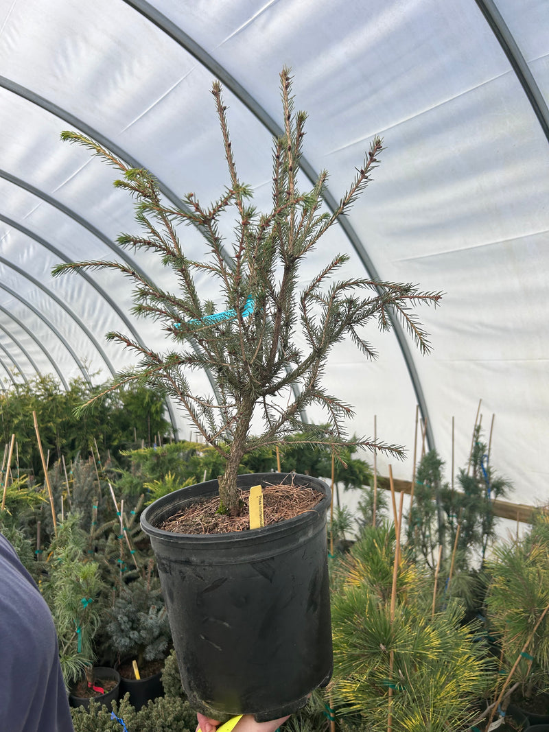 Picea morrisonicola Taiwan Spruce