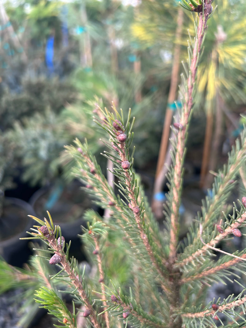 Picea morrisonicola Taiwan Spruce