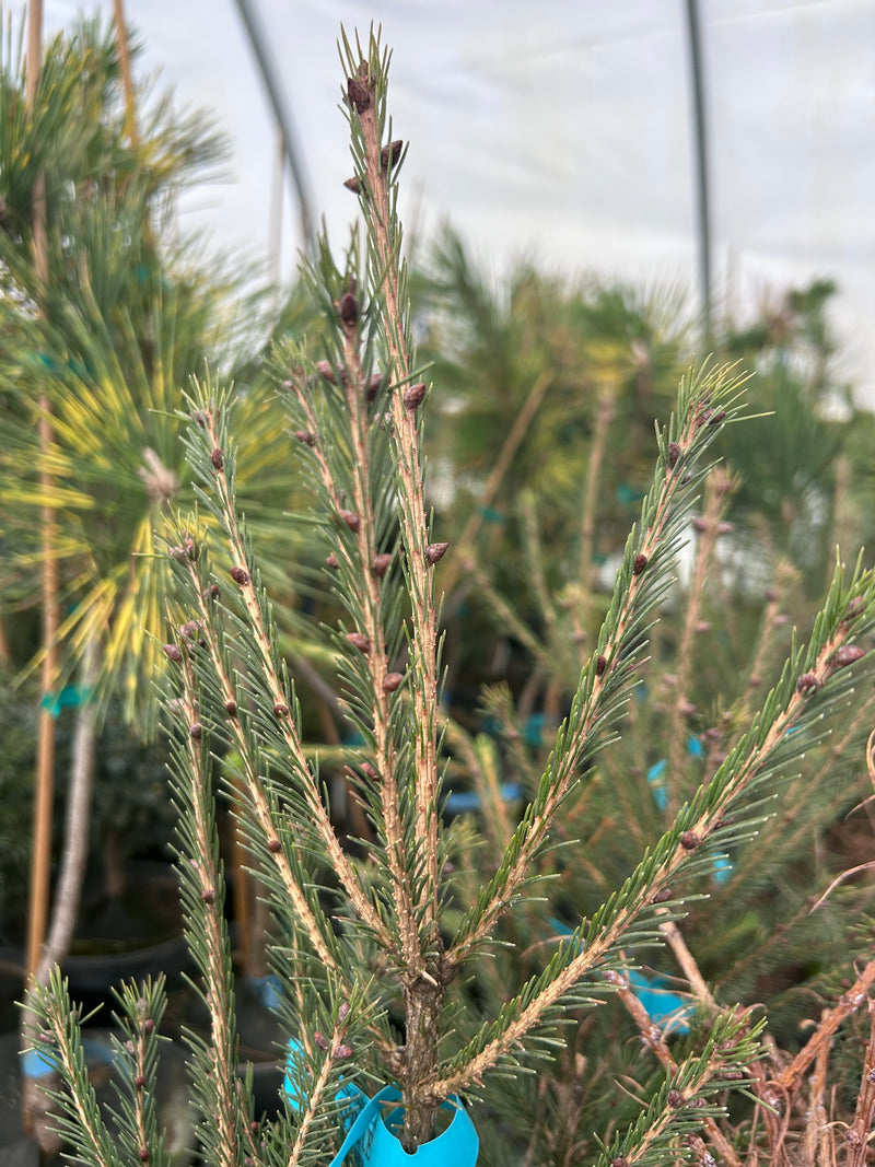 Picea morrisonicola Taiwan Spruce