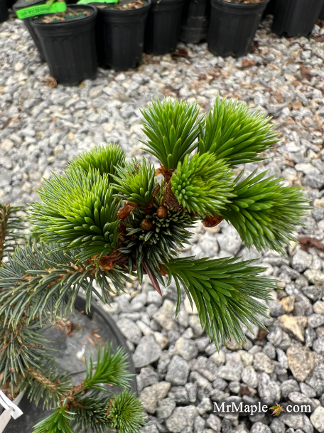 Picea sitchensis 'Sugarloaf' Dwarf Sitka Spruce