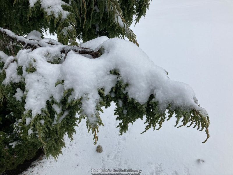 Juniperus pingii Ping Juniper