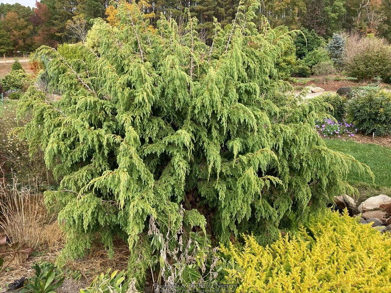 Juniperus pingii Ping Juniper