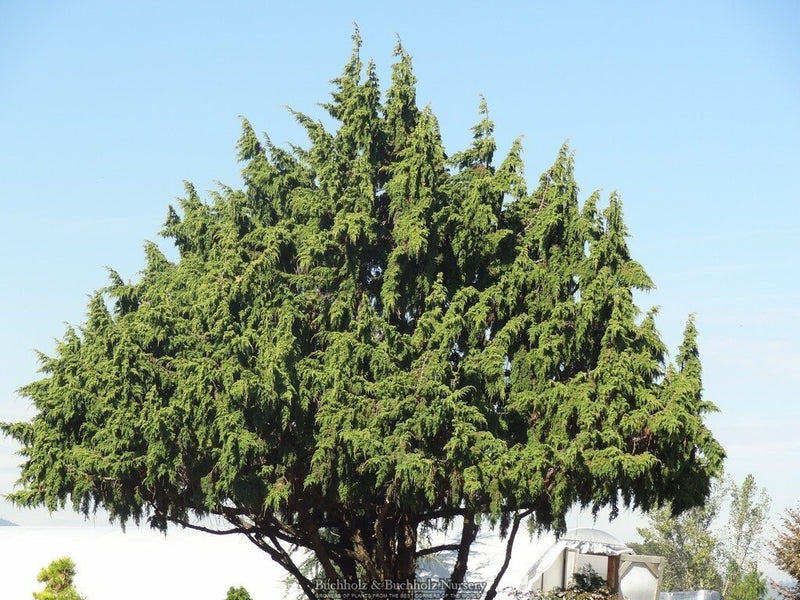 Juniperus pingii Ping Juniper