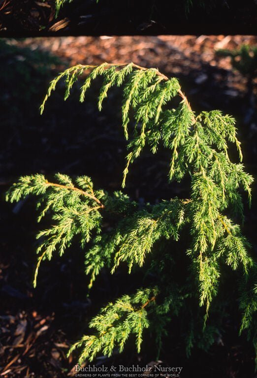 Juniperus pingii Ping Juniper