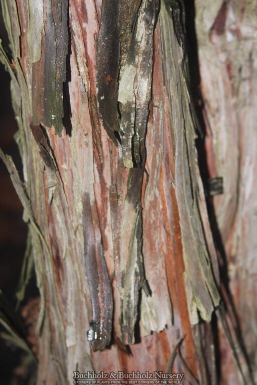 Juniperus pingii Ping Juniper